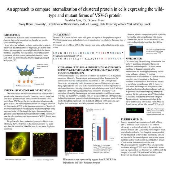 Comparing internalization in cells expressing the wild-type and