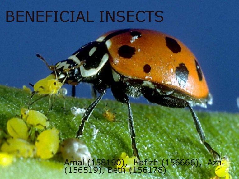 BENEFICIAL INSECTS