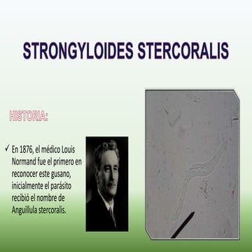 Strongyloides Stercoralis. Ciclo vitalpptx | PPTX