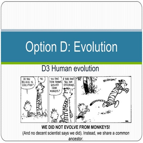 D3 human evolution