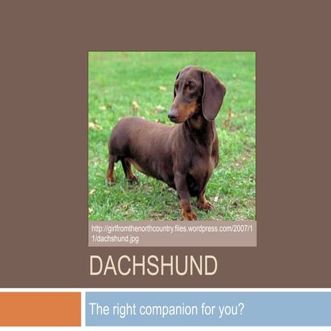 Dachshund power point