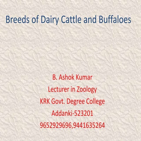 Dairy  breeds