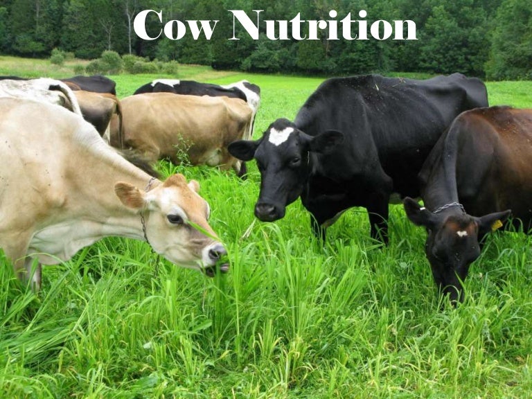 Dairy cattle nutrition