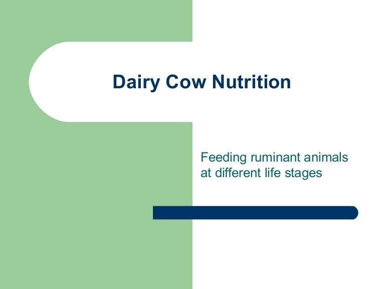 Dairy cow nutrition