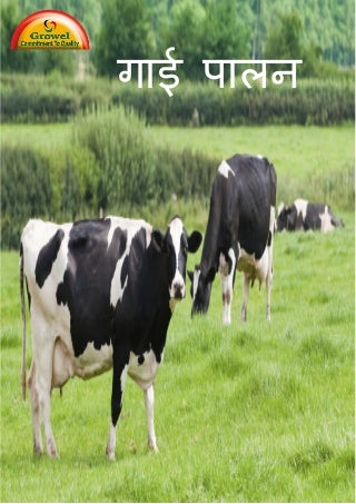 गाई पालन  पुस्तिका (Dairy Farming Guide in Nepali)