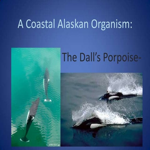 Dall porpoise