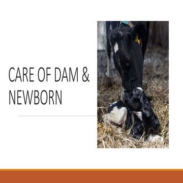 dam and newborn care from veterinay obstetrics farm animal .pptx