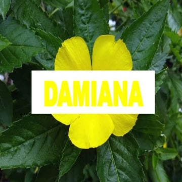 DAMIANA .BHMS.MATERIA MEDICA.HOMOEOPATHY