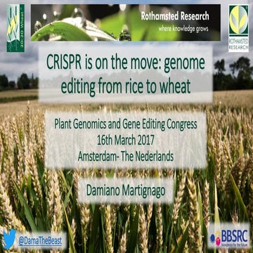 CRISPR Is On The Move: Genome Editing From Rice To Wheat