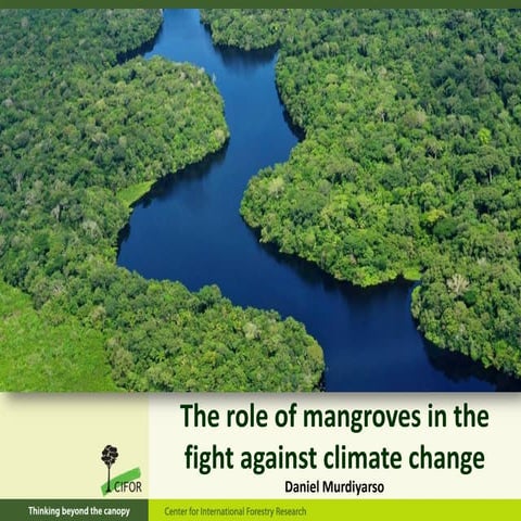 The role of mangroves in the fight against climate change