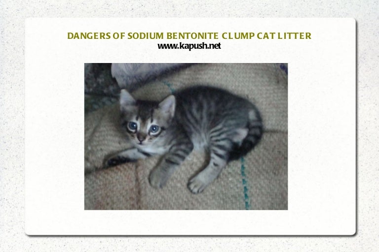 Dangers of Sodium Bentonite Cat Litter
