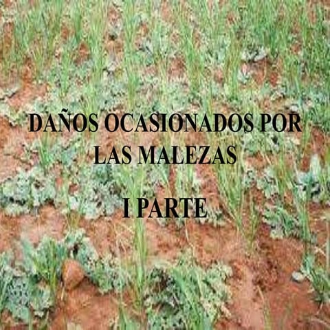 Daños ocasionados por malezas