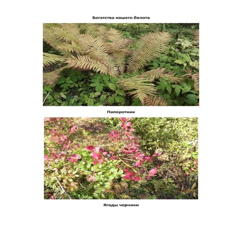 Dari ural skoi_prirodi