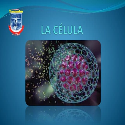 Darle | PPT