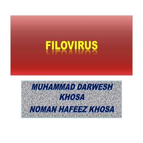 filovirus