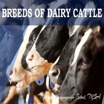 Dairy cattle breeds 