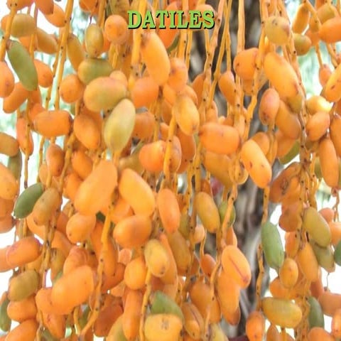 Datil | PPT