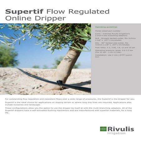 Dau tuoi nho giot co bu ap rivulis supertif  israel theo hàng