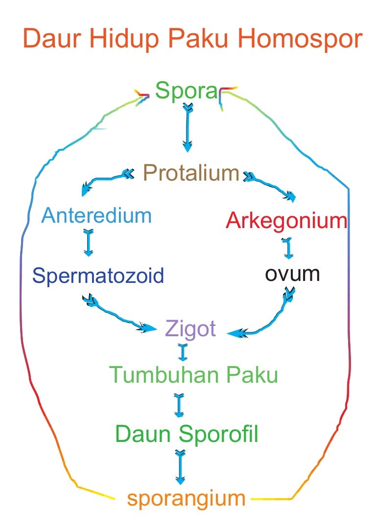 Daur Hidup Tumbuhan Paku