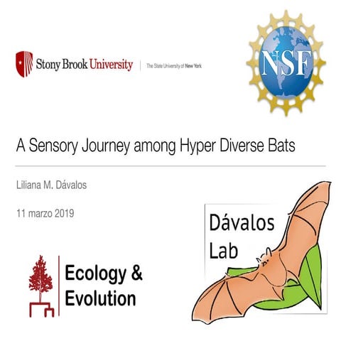 A Sensory Journey among Hyper Diverse Bats