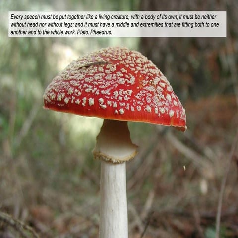 If machiavelli and montaigne grew mushrooms