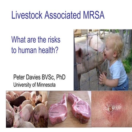 Dr. Peter Davies - Livestock associated MRSA: What are the risks to human hea...