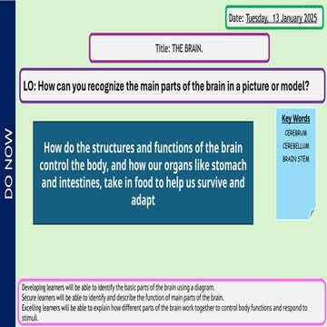 Understanding the Brain: Structure, Function, and Safety in Daily Life ...
