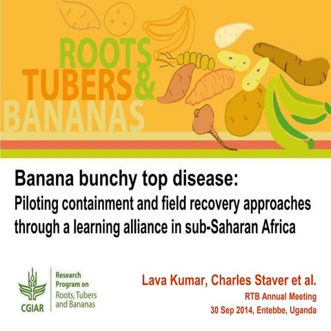 Banana bunchy top disease: Piloting containment and field recovery approaches...