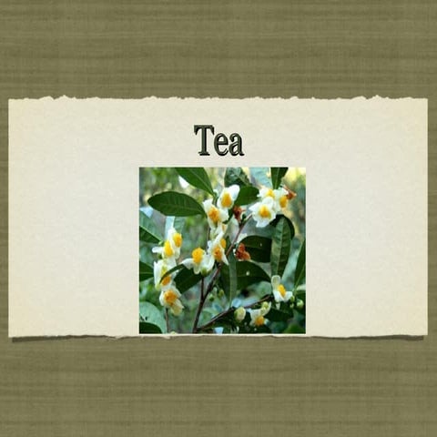 Tea Varieties, Propagation and Planting | PPTX