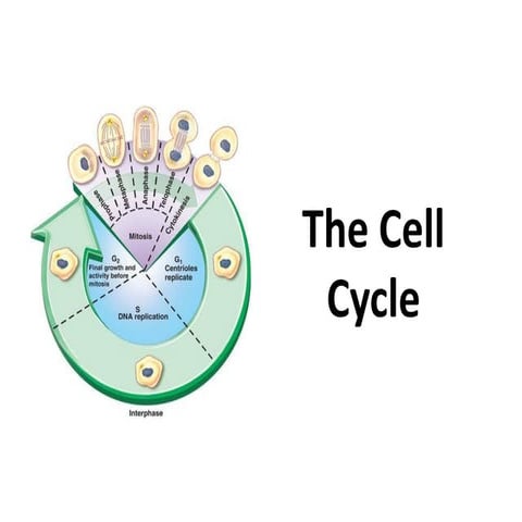 Cell differentiation notes | PPT