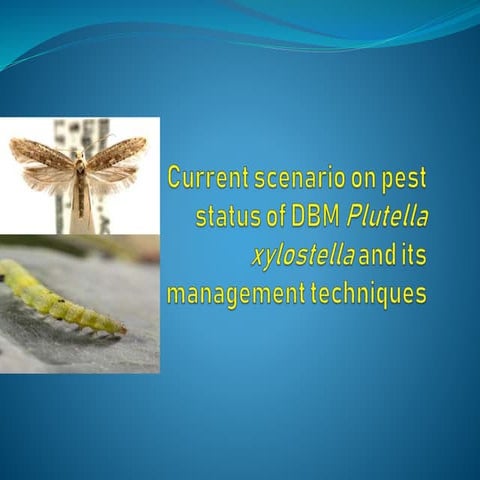Current scenario on pest status of DBM Plutella xylostella and its management techniques