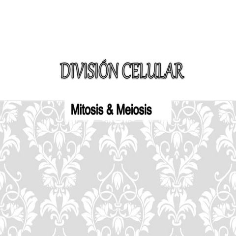 Division Celular