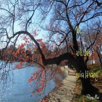 DC anh đào mùa lá vàng - Tống Mai
