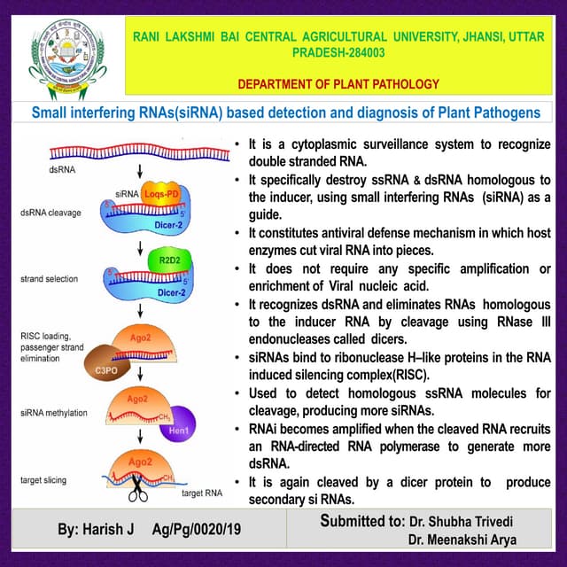 Small interfering RNA's based detection and diagnosis of plant pathogens