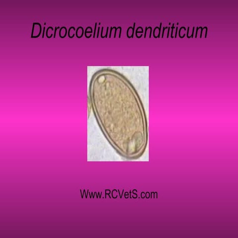 Lecture 5 dictyocalaus | PPT