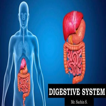 D)digestive system
