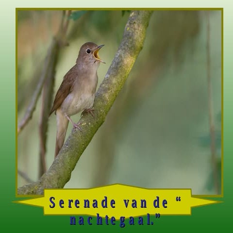Serenade van de Nachtegaal