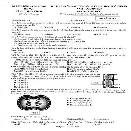 Đề thi tham khảo môn Sinh học vào lớp 10 tại Hà Nội năm 2019