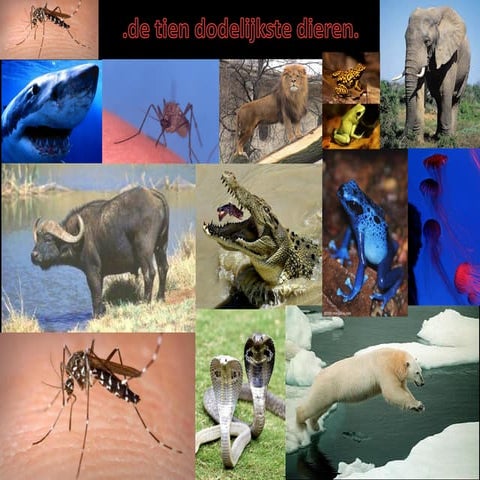 De 10 dodelijkste dieren van de wereld | PDF