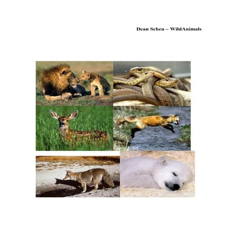 Dean scheu - Wild Animlas