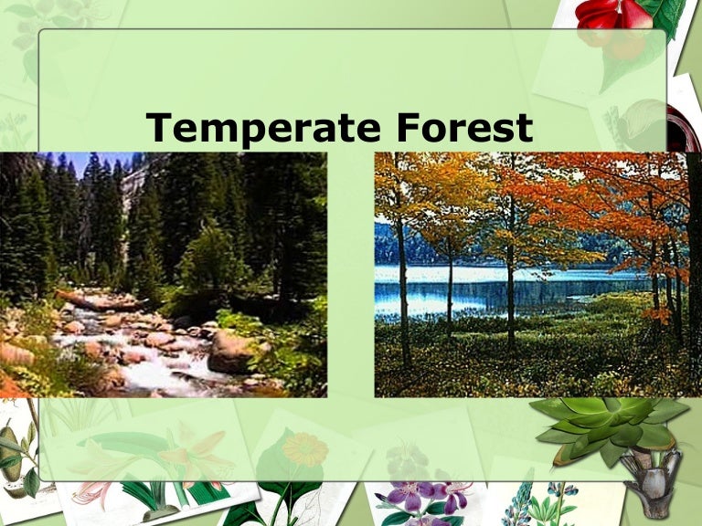Sec 1 Exp Deciduous & Coniferous Forest