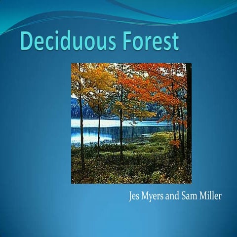 Deciduous Forest Susquenita