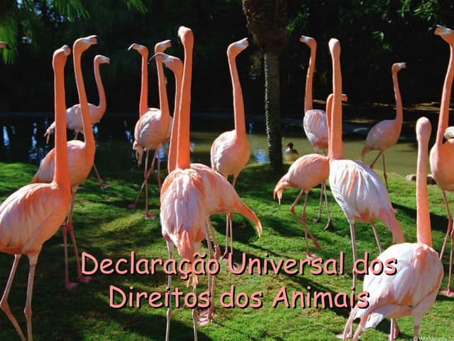Declaração Universal dos Direitos d...