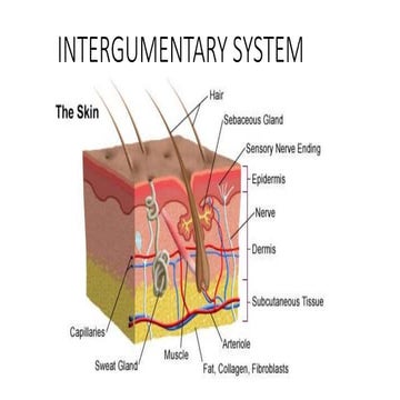 intergumentary systen for nursing student