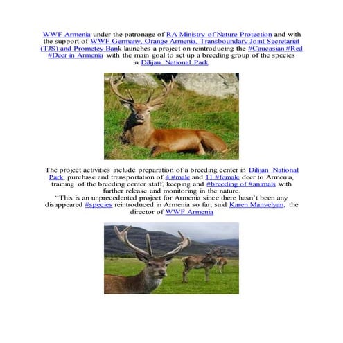 Caucasian Red Deer will be reintroduced in Armenia soon