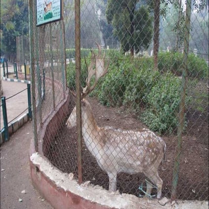 The Egyptian Deer
