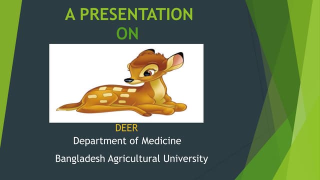 Deer