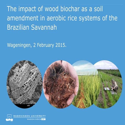 The impact of wood biochar as a soil amendment in aerobic rie systems of the ...