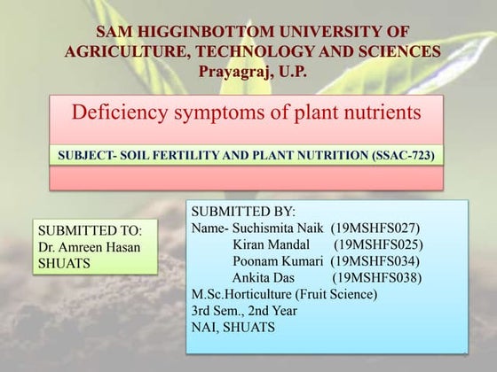 Nutrient Deficiency Symptoms of Rice (Oryza sativa) | PPTX