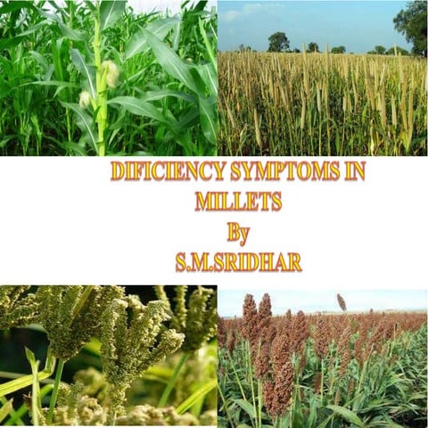 Deficiency in millets | PPTX